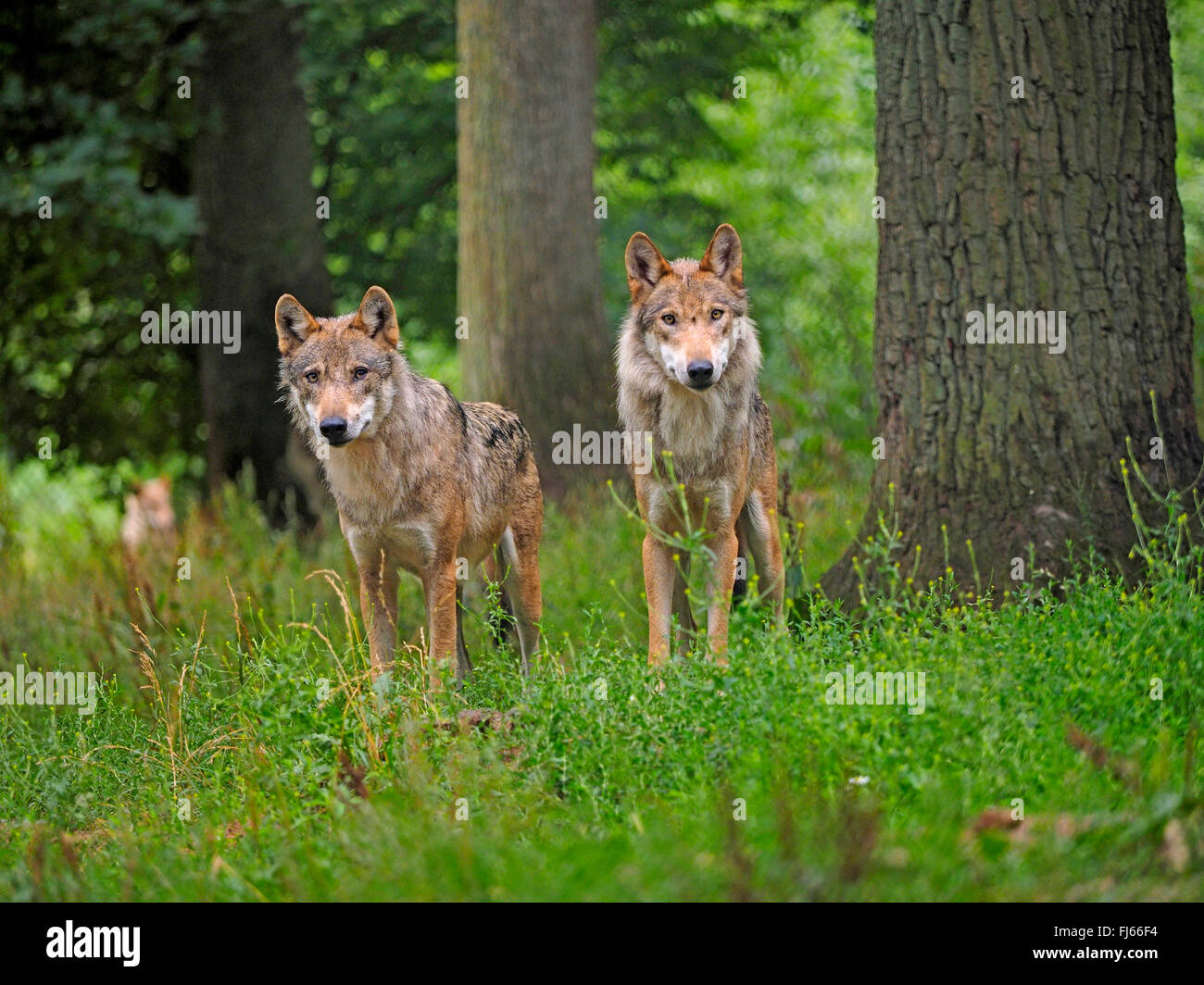 Lobos en un bosque fotografías e imágenes de alta resolución - Alamy