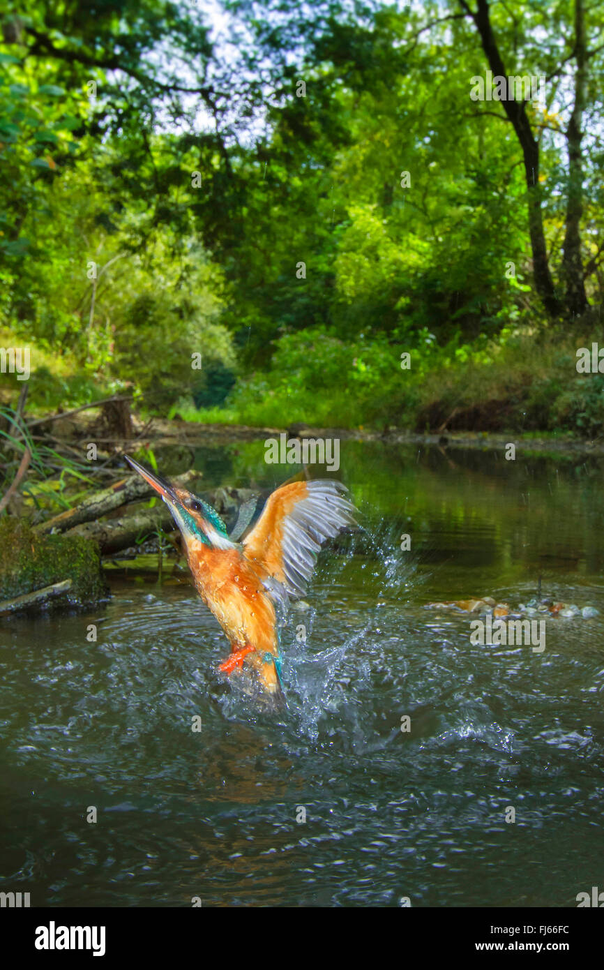 River el martín pescador (Alcedo atthis), Toma hembra de un arroyo con una exuberante vegetación en la orilla tras una incursión ineficaz, Alemania, Baviera Foto de stock