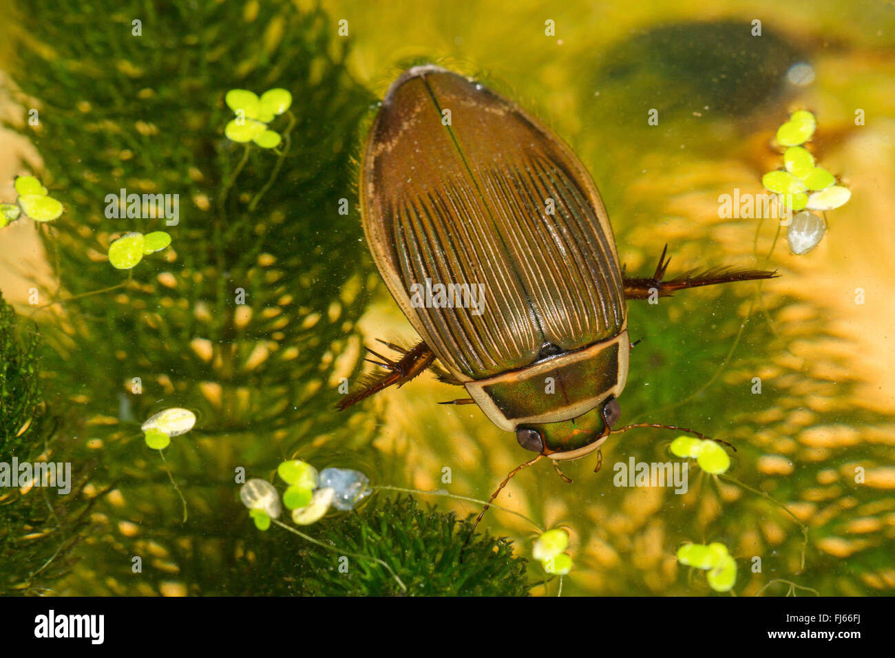 Buceo fantástico escarabajo (Dytiscus marginalis), hembra toma aliento en la superficie del agua, Alemania, Baviera Foto de stock