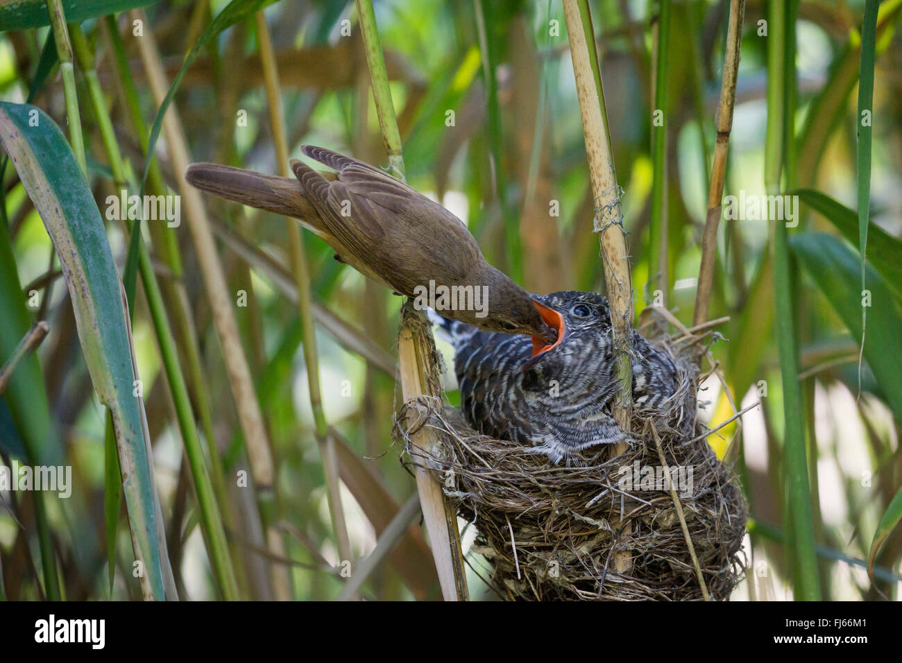 Cuco euroasiático (Cuculus canorus), reed curruca alimentando a un joven de 14 días en el nido del cuco Foto de stock