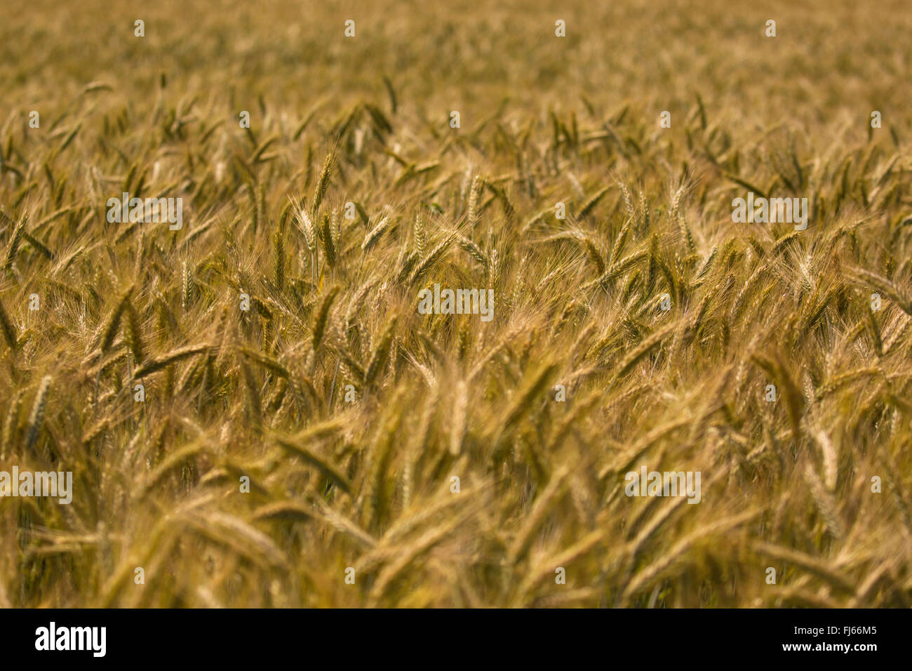 Cultiva centeno (Secale cereale), campo con mazorcas maduras, Alemania, Baviera, Oberbayern, Alta Baviera Foto de stock