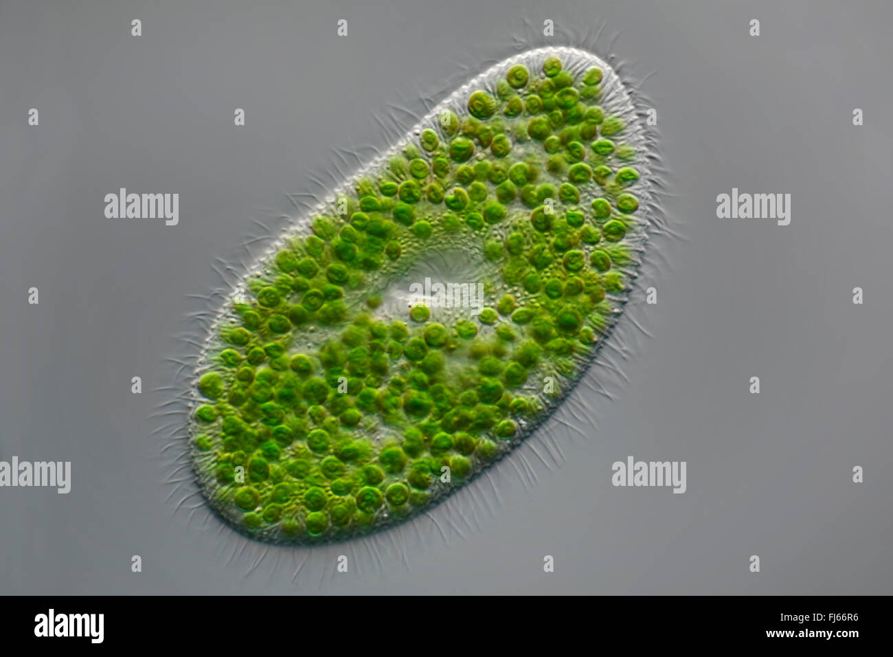 Zapatilla verde animalcule (Paramecio bursaria) Vista microscópica Foto de stock