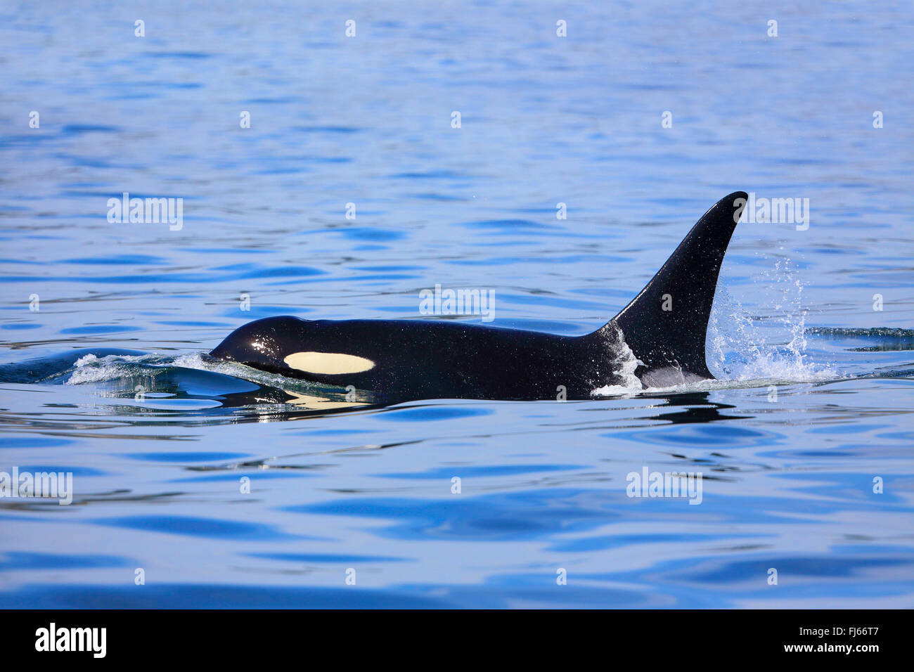 Orca, gran, grampus orca (Orcinus orca), natación masculina, Canadá, Victoria, Estrecho de Haro Foto de stock