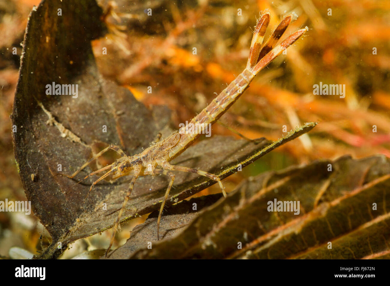 Demoiselle bluewing, Agrion (Calopteryx virgo), larva, Alemania, Baviera Foto de stock