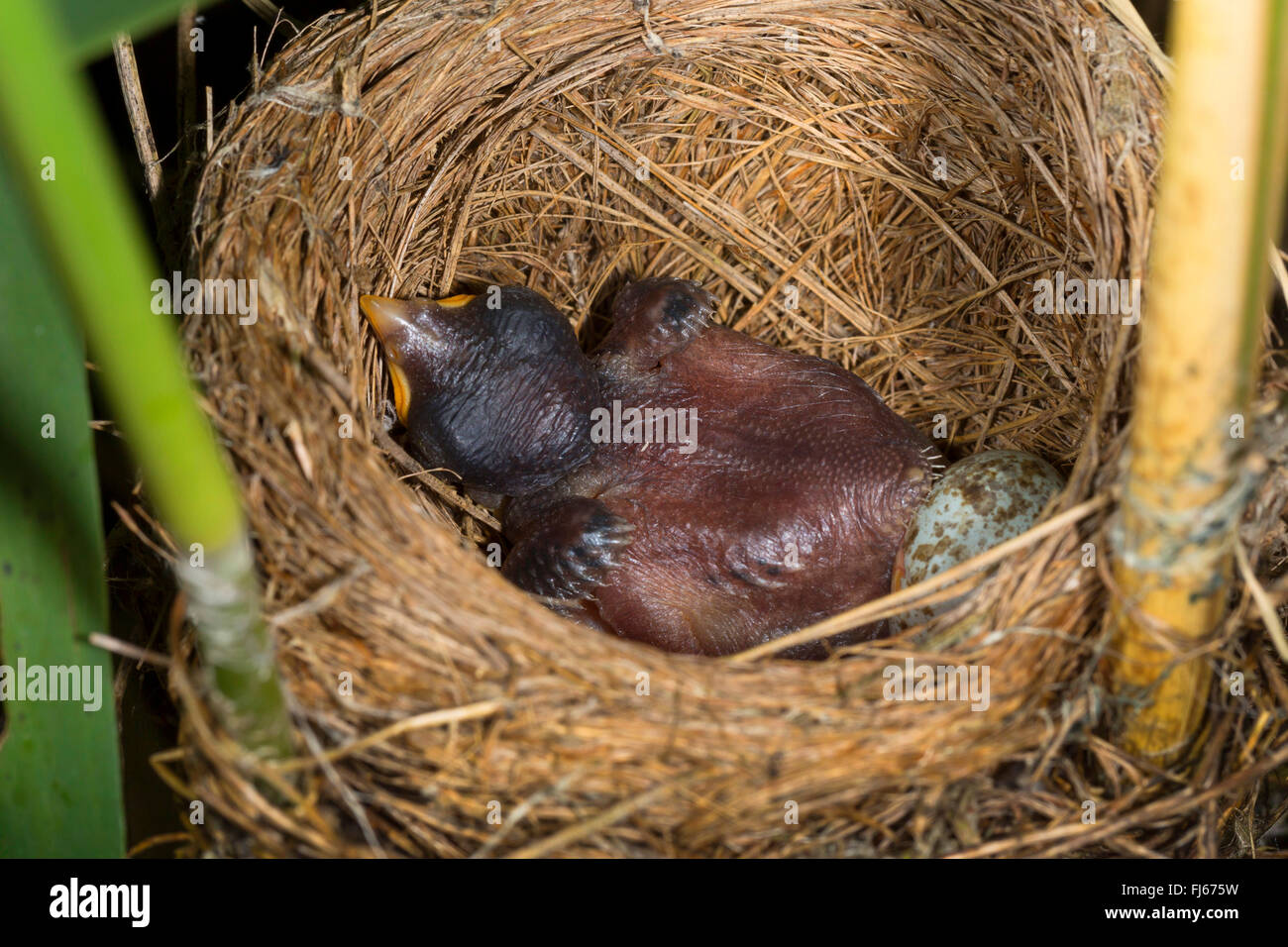 Cuco euroasiático (Cuculus canorus), un día cojín antiguo en un nido de curruca de láminas con un host de huevo, Alemania, Baviera, Oberbayern, Alta Baviera Foto de stock
