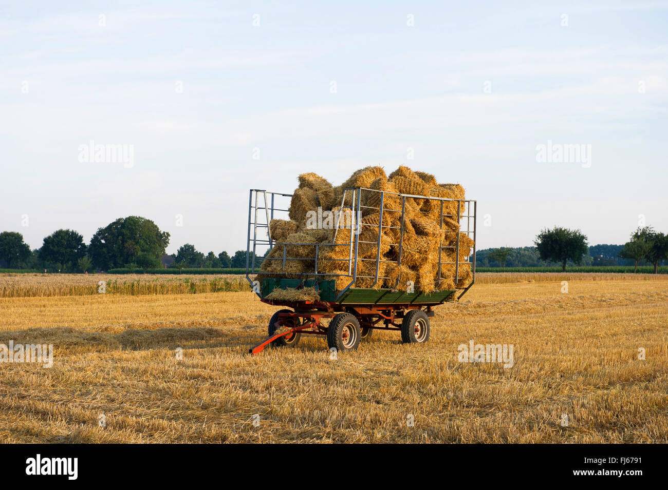 Fardos de paja en un remolque en un campo de rastrojo, en Alemania, en Renania del Norte-Westfalia, Muensterland Foto de stock