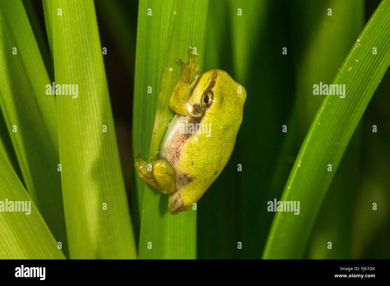 Unión treefrog, común, Europa Central treefrog treefrog (Hyla Arborea), joven animal justo antes del final de la metamorfosis en un tallo, Alemania, Baviera Foto de stock