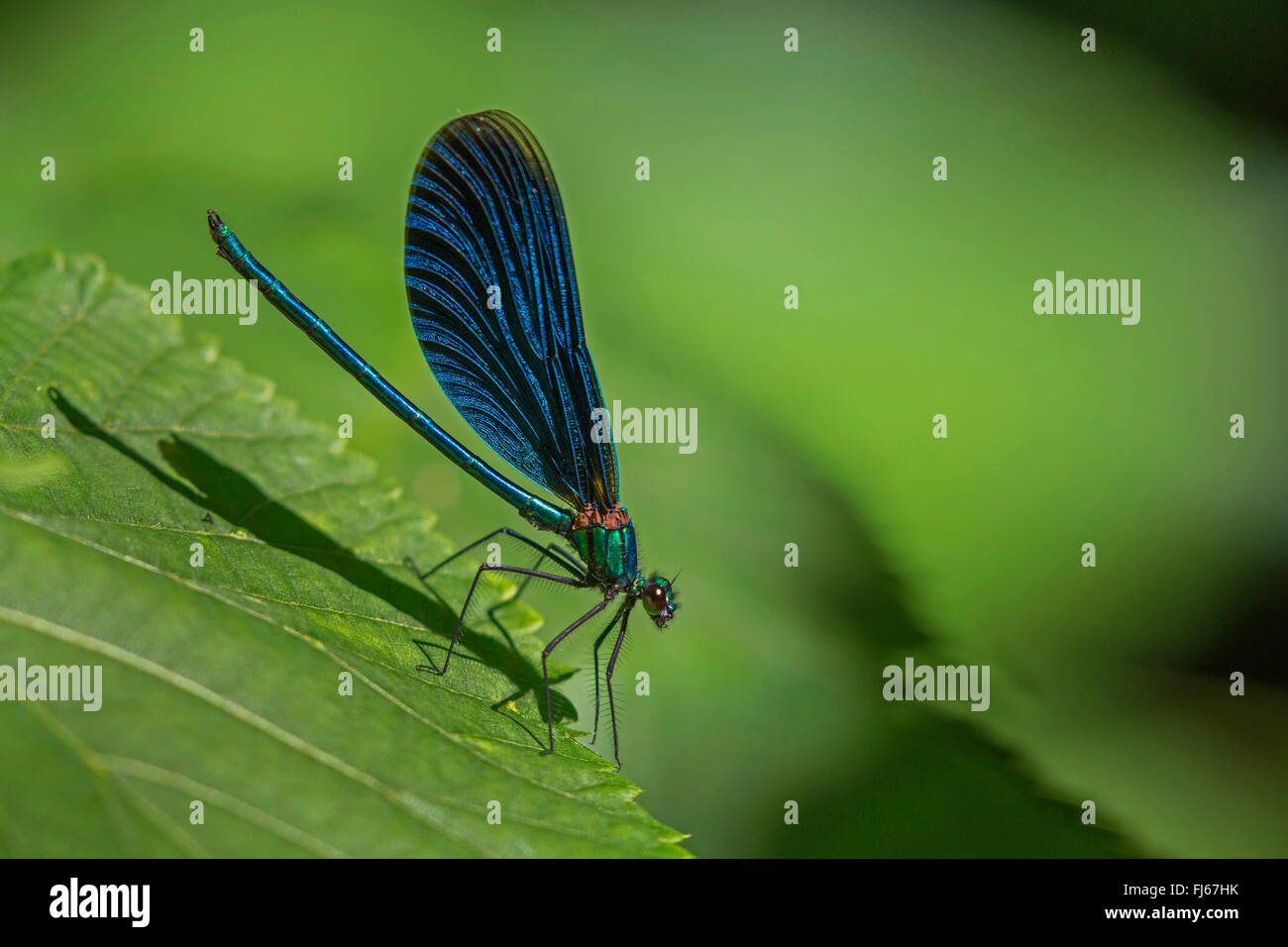 Demoiselle bluewing, Agrion (Calopteryx virgo), macho en una hoja, Alemania, Baviera Foto de stock