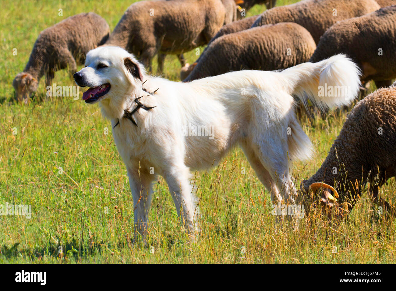 Perro guardián de ganado con collar de dientes cuidando un rebaño de ovejas, Alemania Foto de stock
