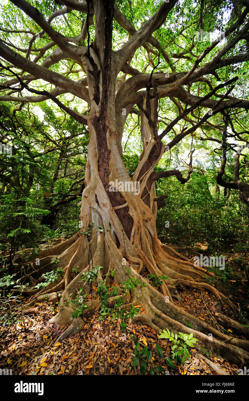 Árbol con contrafuerte nudosas raíces en un bosque, Nueva Caledonia, Ile des Pins Foto de stock