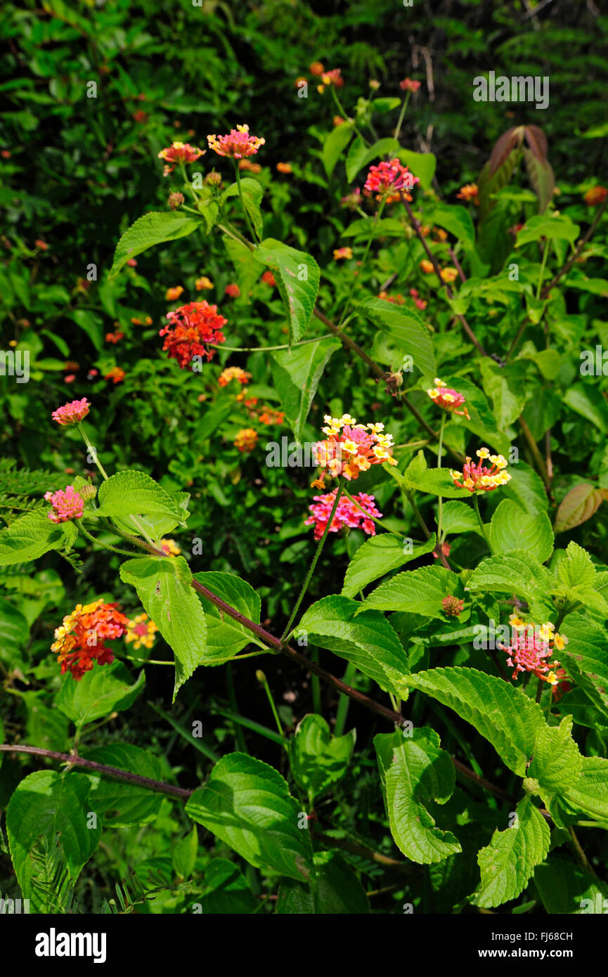 Lantana (Lantana camara), floración, Nueva Caledonia, Ile des Pins Foto de stock