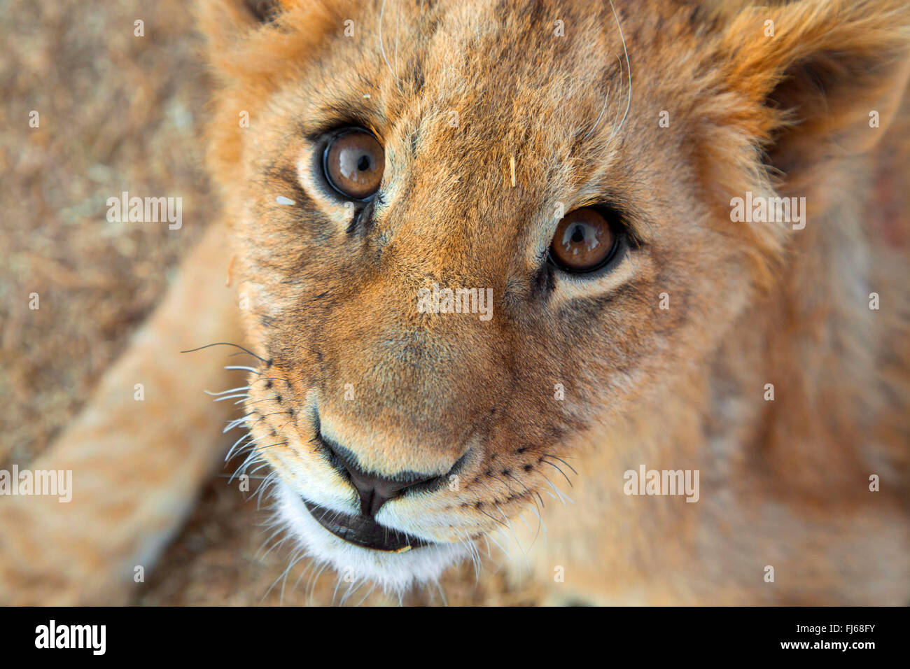 León (Panthera leo), cachorro de león, retrato, Sudáfrica Foto de stock