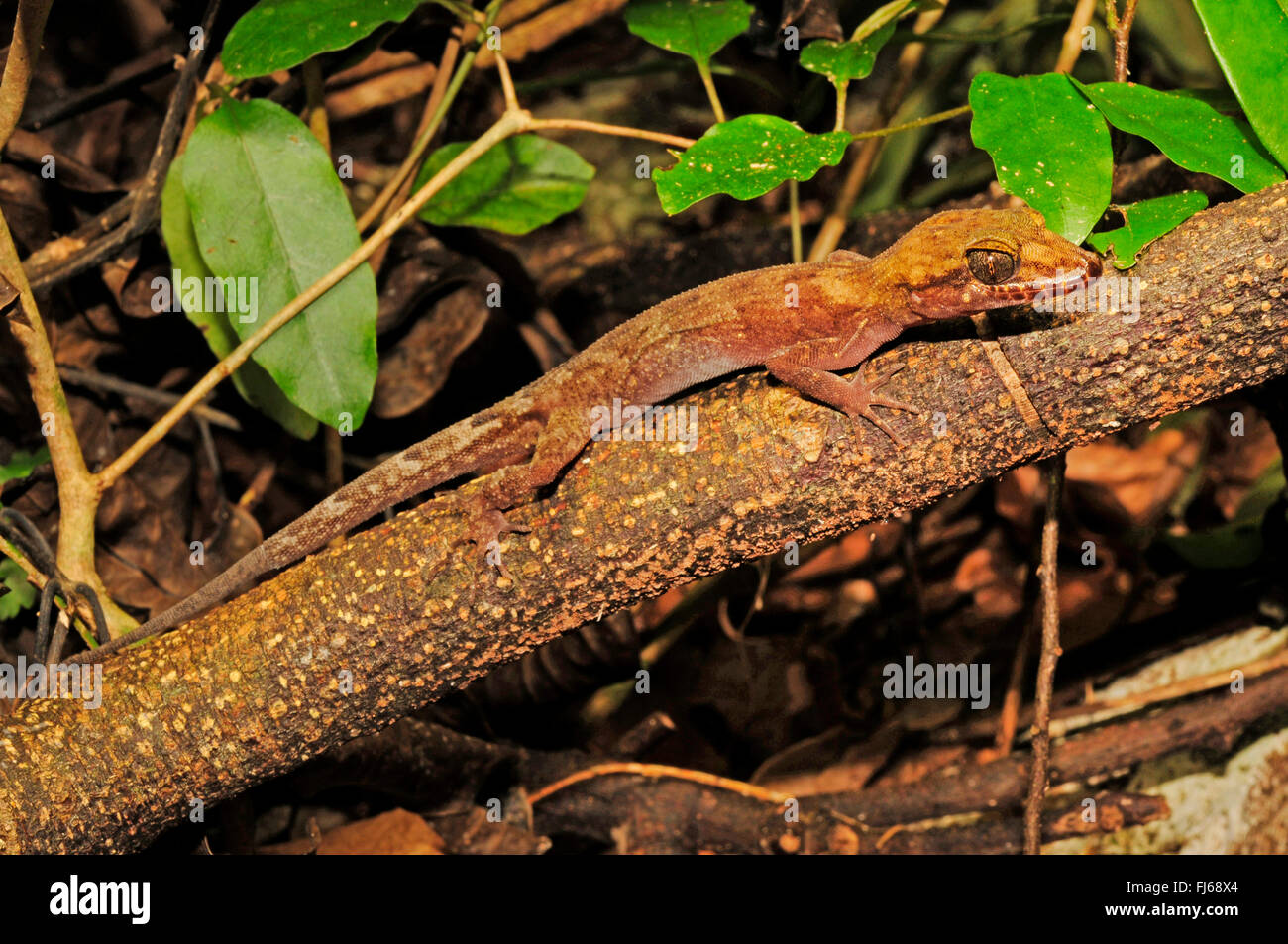Gecko pelágicos, Rock, Bush Gecko Gecko (Nactus pelagicus), tumbado en una rama, Nueva Caledonia, ╬le des Pins Foto de stock