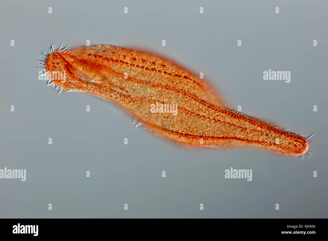 (Uroleptopsis Uroleptopsis roscoviana), con bandas de cilios Foto de stock