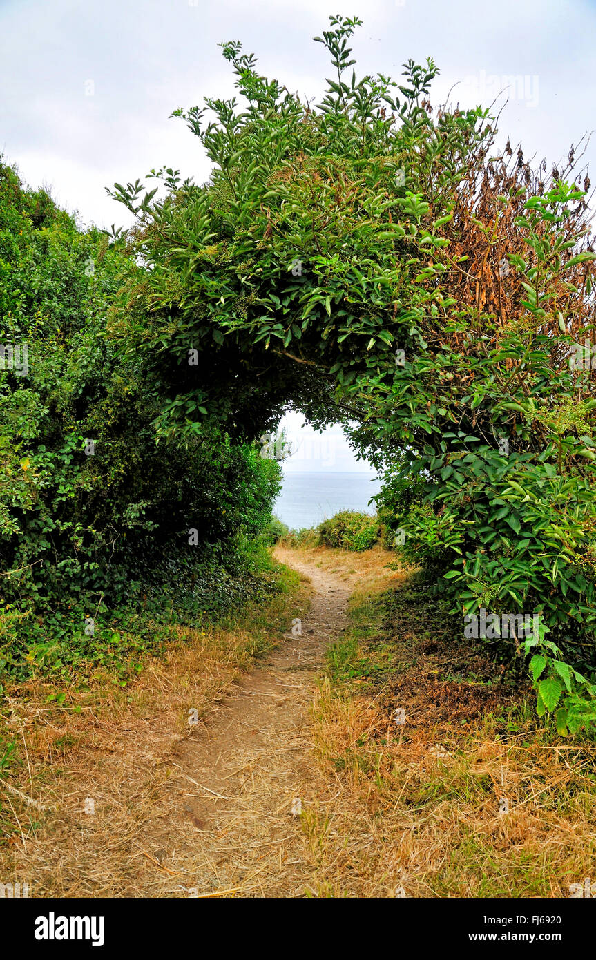 Paso a través de los arbustos costeros a caminar el sendero de gran recorrido GR34 en la costa bretona, Francia, Bretaña, DÚpartement C¶tes dAEArmor, PlÚneuf-Val-AndrÚ Foto de stock