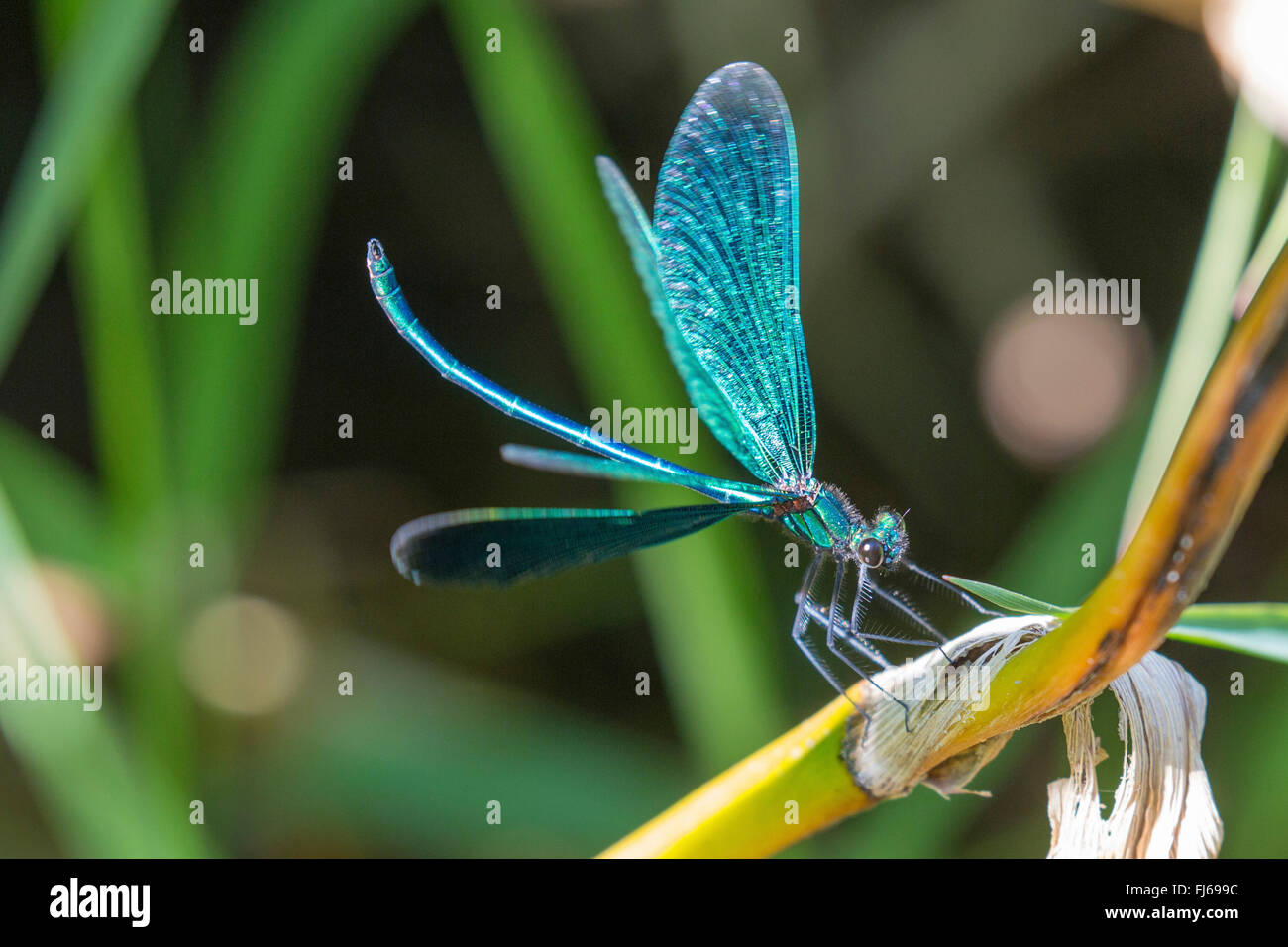 Agrion blackwings bandas, bandas, bandas (demoiselle Calopteryx splendens, Agrion splendens), macho tallar su territorio, Alemania, Baviera Foto de stock