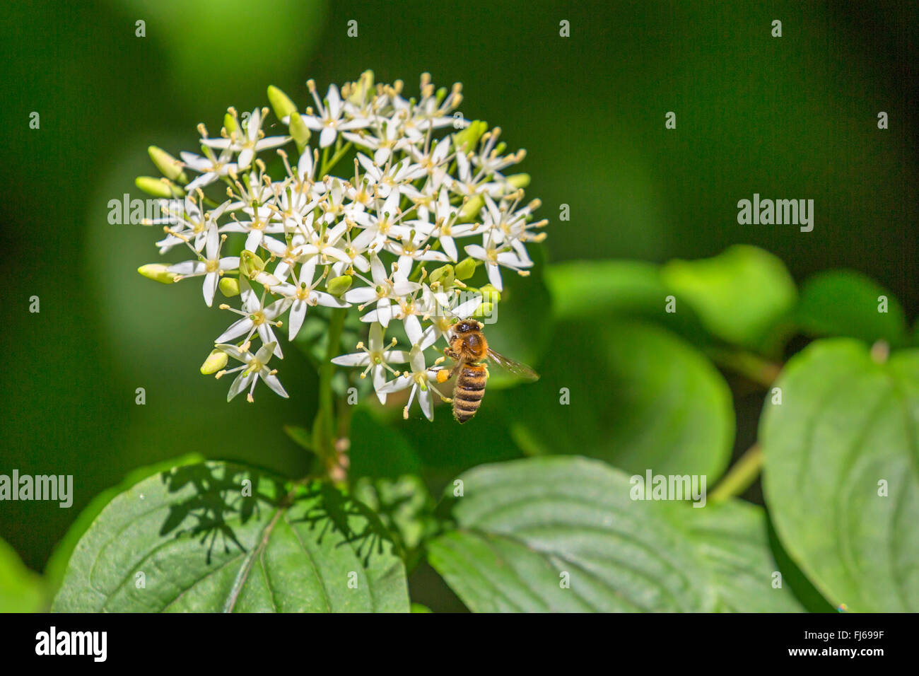 Dogwood, dogberry (Cornus sanguinea), flor umbela mit abeja de miel, Alemania, Baviera, Oberbayern, Alta Baviera Foto de stock