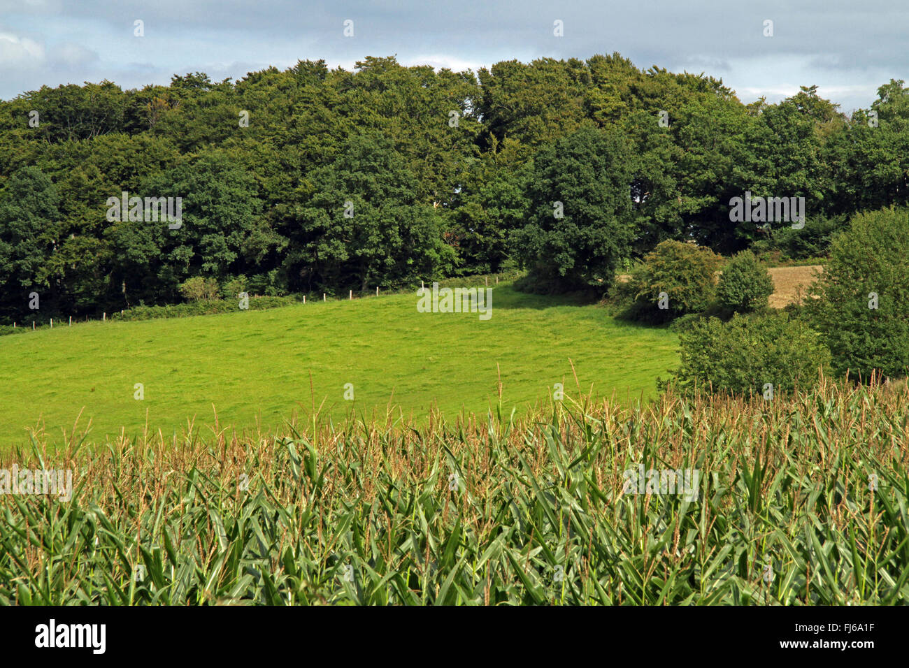Campo de maíz, pastos y bosques, en Alemania, en Renania del Norte-Westfalia, Bergisches Land Foto de stock
