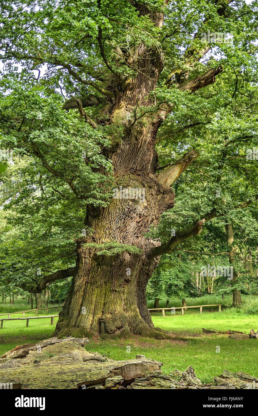 Roble común, roble pedunculate, Inglés de roble (Quercus robur), Ivenacker oak, en Alemania, en el Estado federado de Mecklemburgo-Pomerania Occidental, Ivenacker Eichen Foto de stock