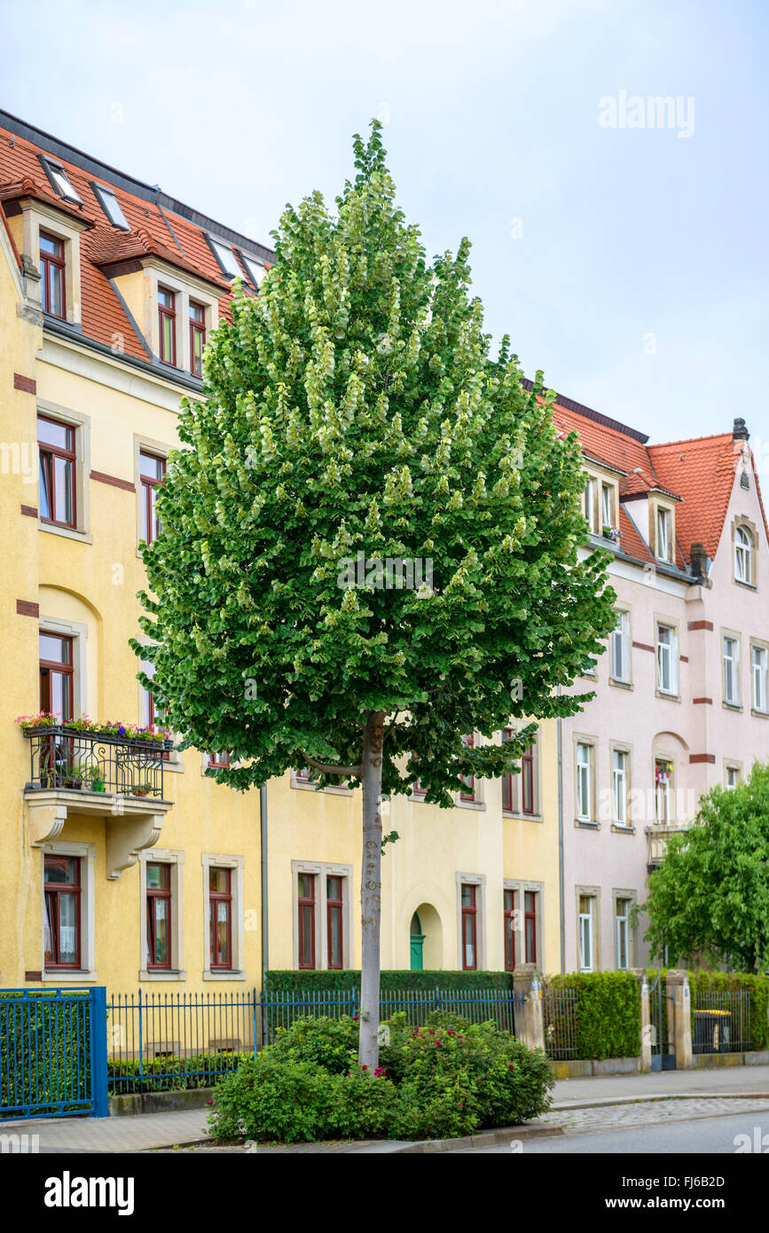 Tilo Plateado (Tilia tomentosa 'Brabant', Tilia tomentosa BRABANTE BRABANTE), cultivar en una calle, Alemania, en el Estado federado de Sajonia, Dresden Foto de stock