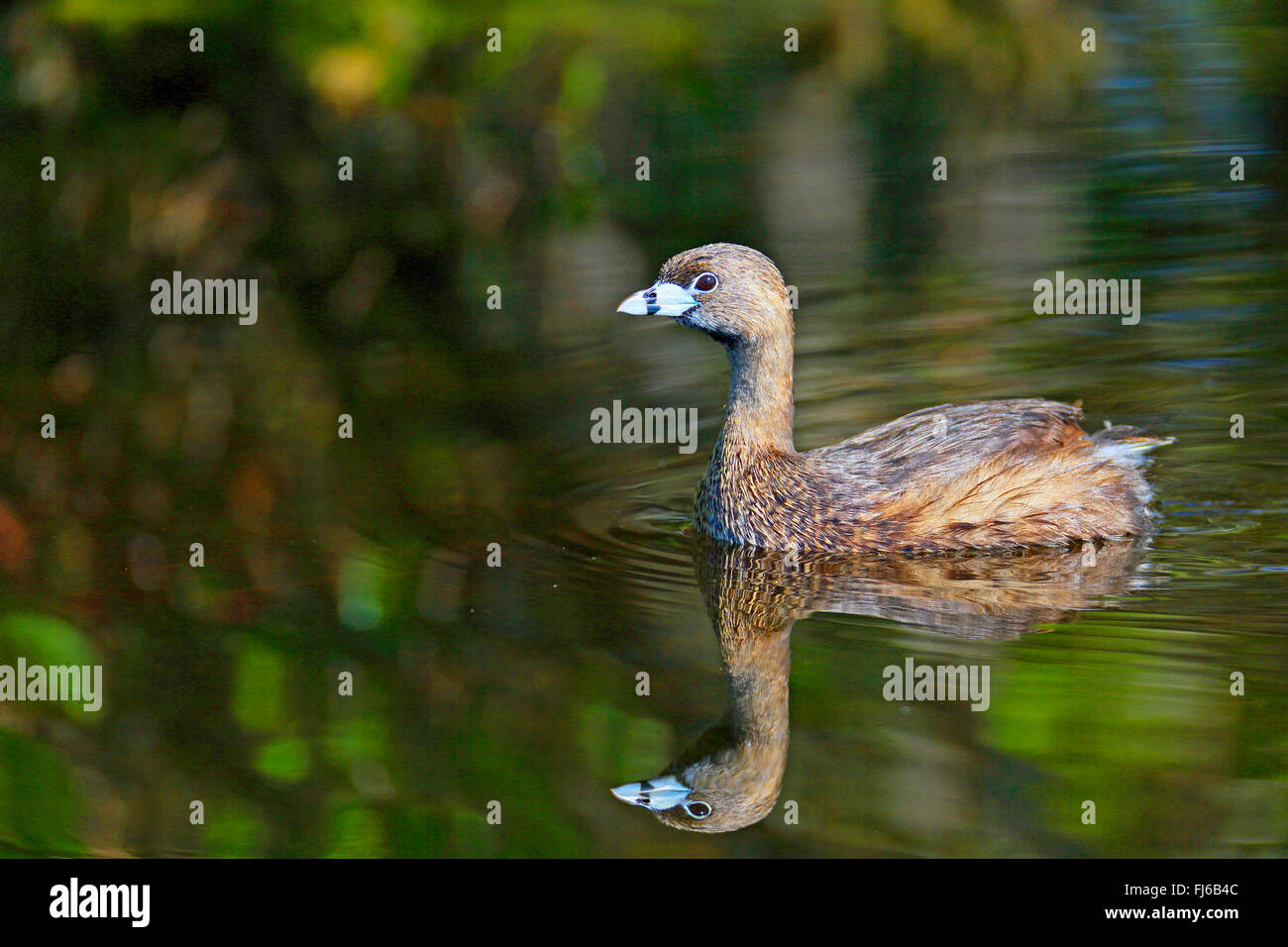 Pied-facturados grebe (Podilymbus podiceps), natación con imagen de espejo, EEUU, Florida, Merritt Island Foto de stock