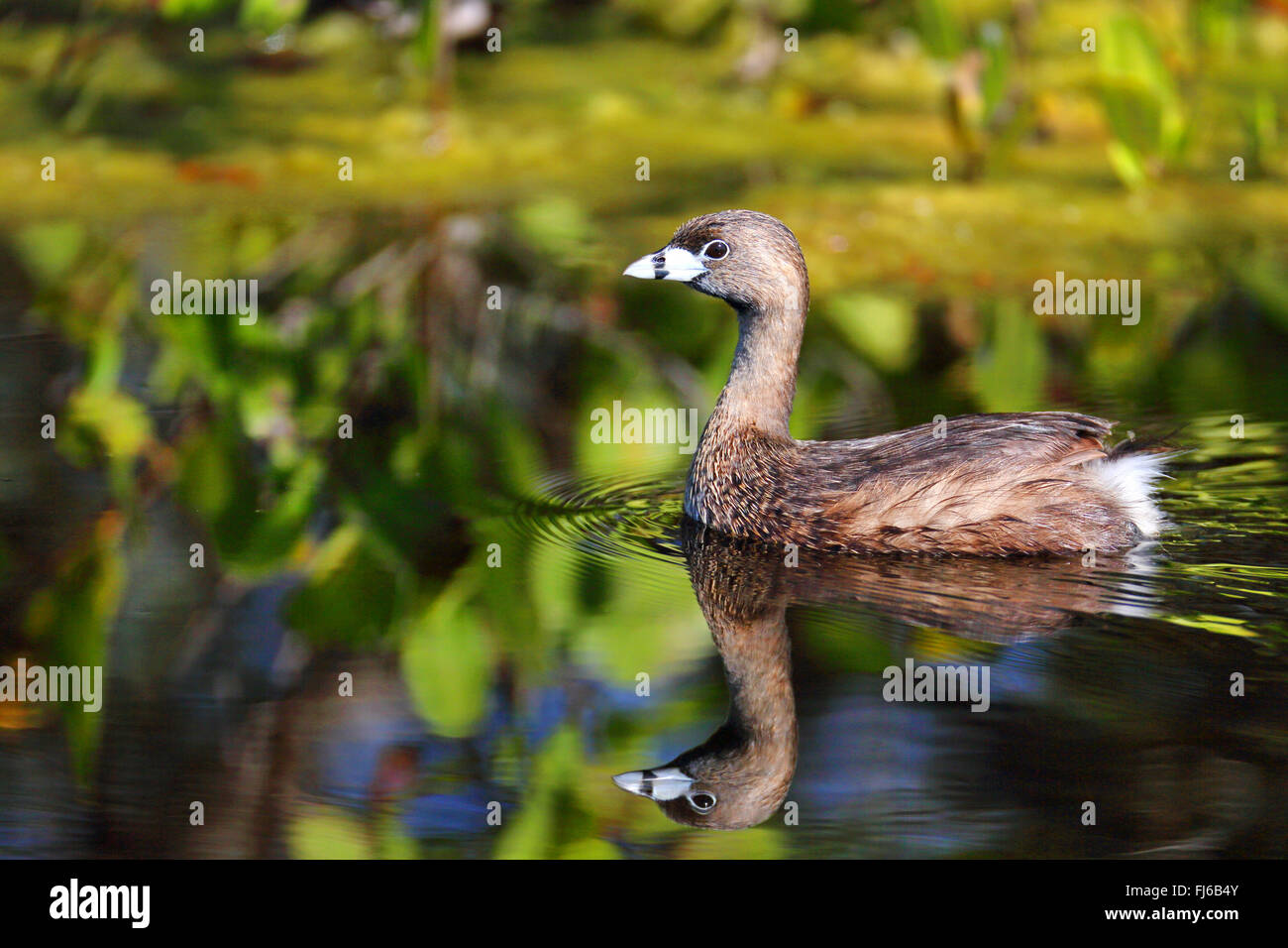 Pied-facturados grebe (Podilymbus podiceps), natación con imagen de espejo, EEUU, Florida, Merritt Island Foto de stock