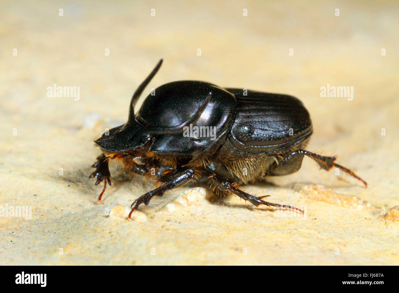 Escarabajos, Tauro scarab, con cabeza de Toro, escarabajos del estiércol (Escarabajos Bullhorned Onthophagus taurus), macho, Alemania Foto de stock
