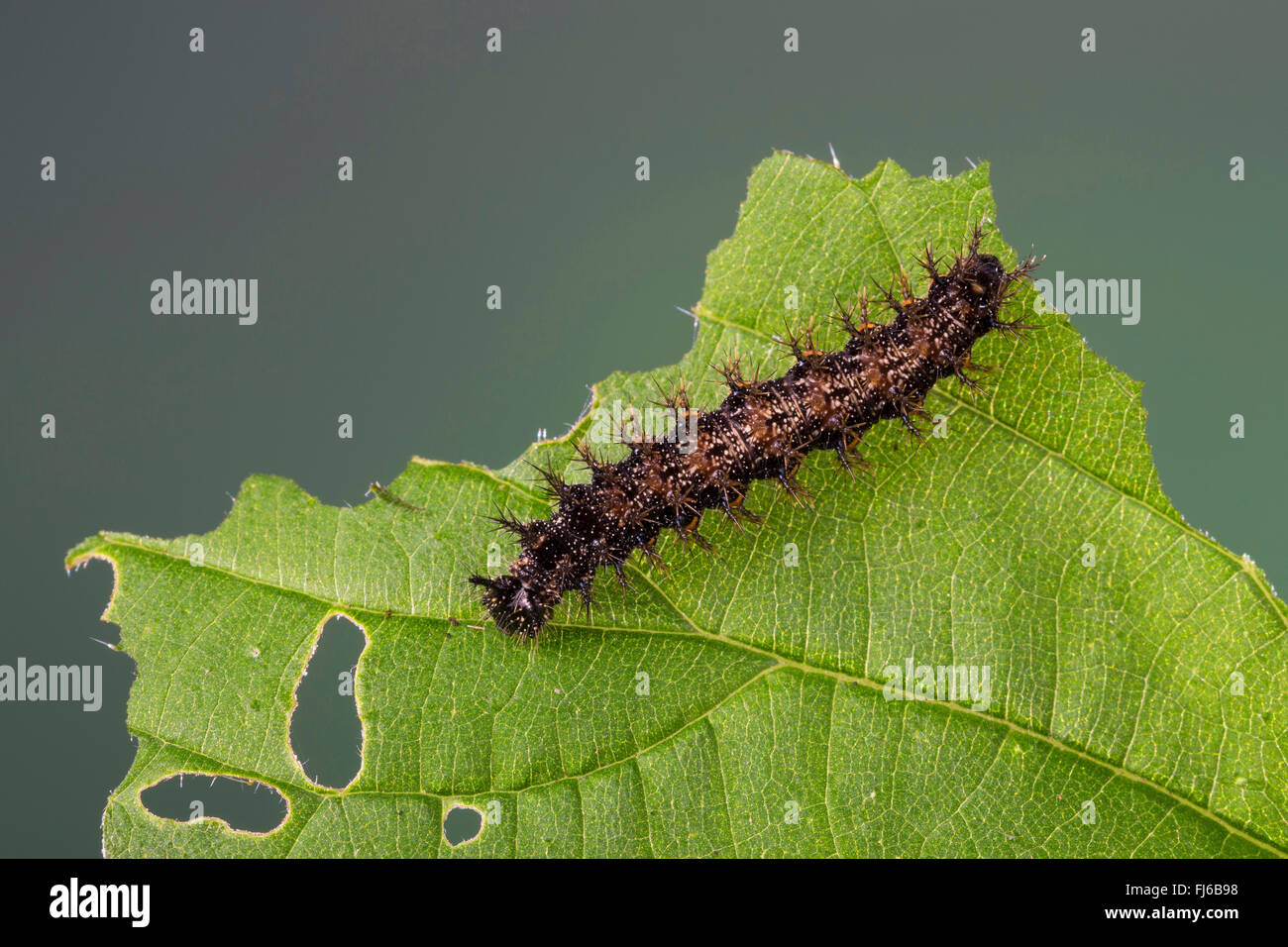 Mapa butterfly (Araschnia levana), Caterpillar en una hoja de ortiga, Alemania Foto de stock
