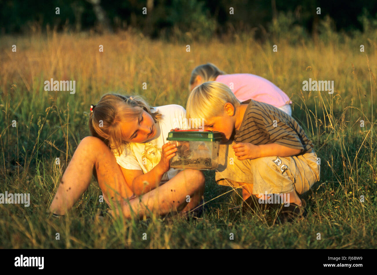 Los niños viendo atrapados los saltamontes, Alemania Foto de stock