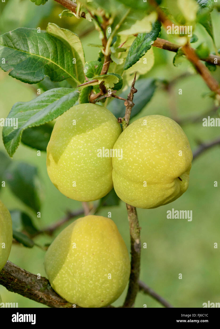 Membrillo ornamentales (Chaenomeles speciosa), frutas en una rama, Alemania Foto de stock