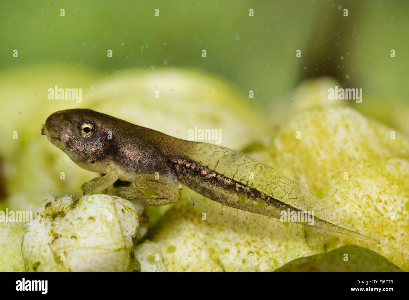 Unión treefrog, común, Europa Central treefrog treefrog (Hyla Arborea), polliwog con patas cortas, Alemania, Baviera, Niederbayern, Baja Baviera Foto de stock