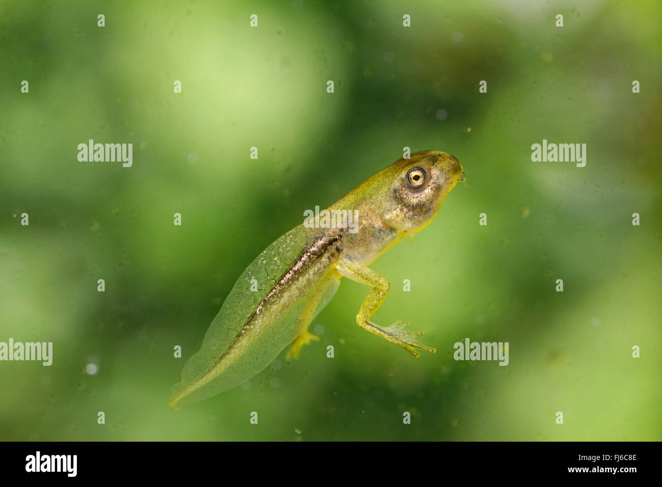 Unión treefrog, común, Europa Central treefrog treefrog (Hyla Arborea), polliwog con patas cortas, Alemania, Baviera, Niederbayern, Baja Baviera Foto de stock