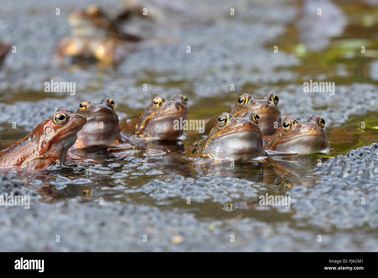 Rana común, la rana bermeja (Rana temporaria), sentarse en el agua con los huevos, Austria, Burgenland, Parque Nacional Neusiedler See Foto de stock