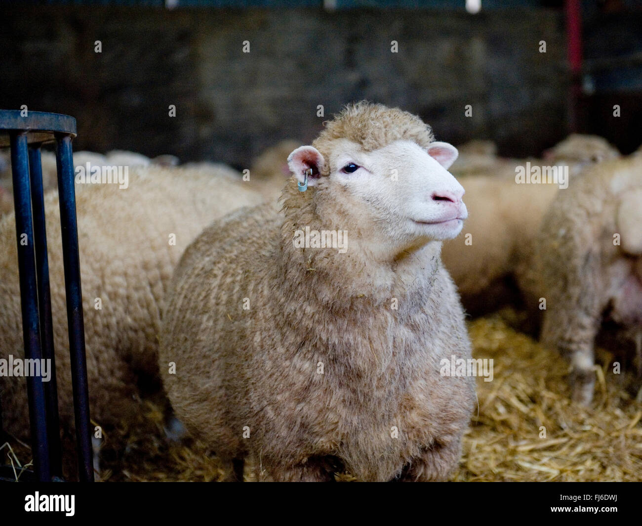 Poll dorset ovejas en el granero Foto de stock
