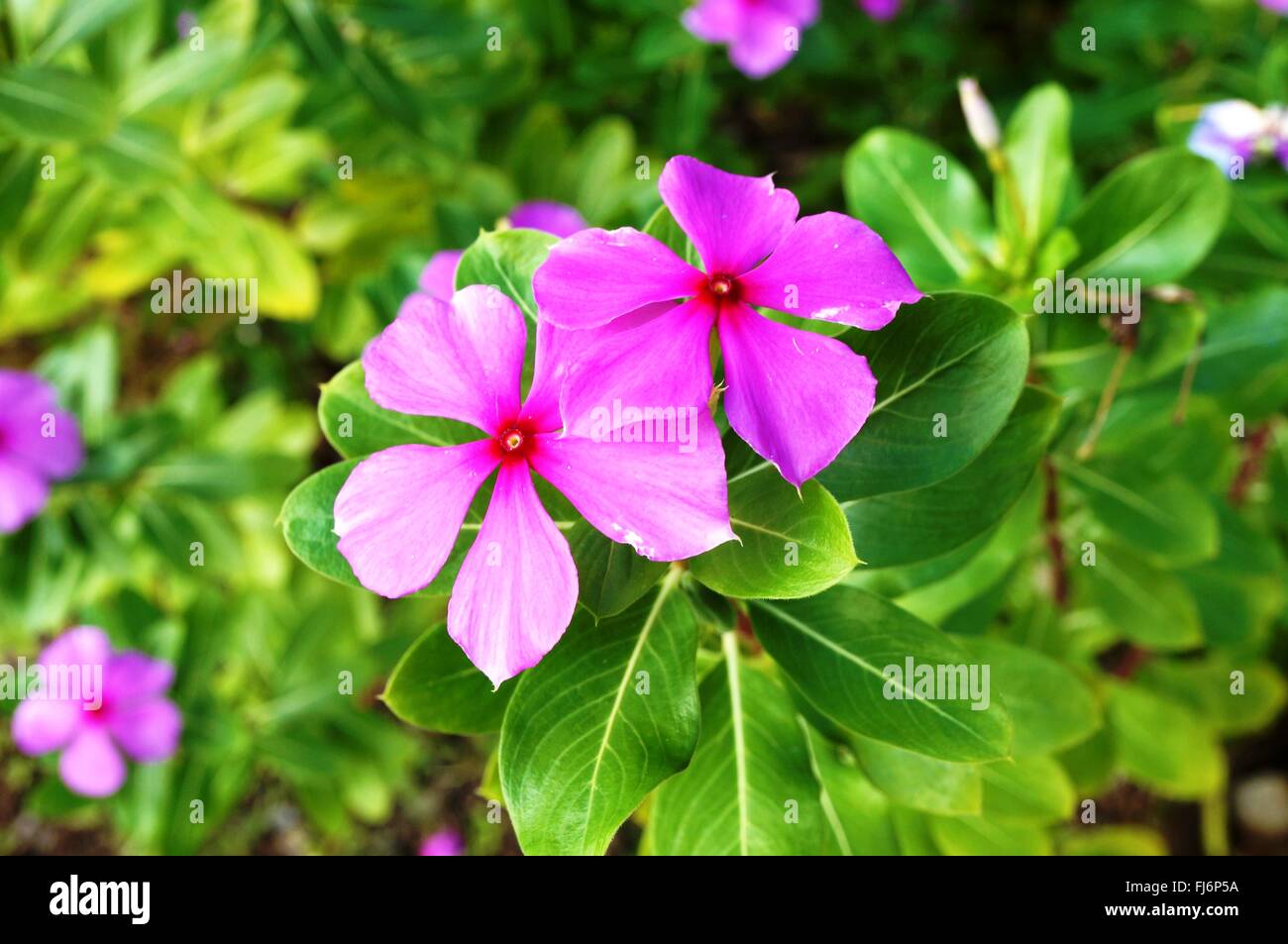 Impatiens rosa en flor en la sombra Fotografía de stock - Alamy