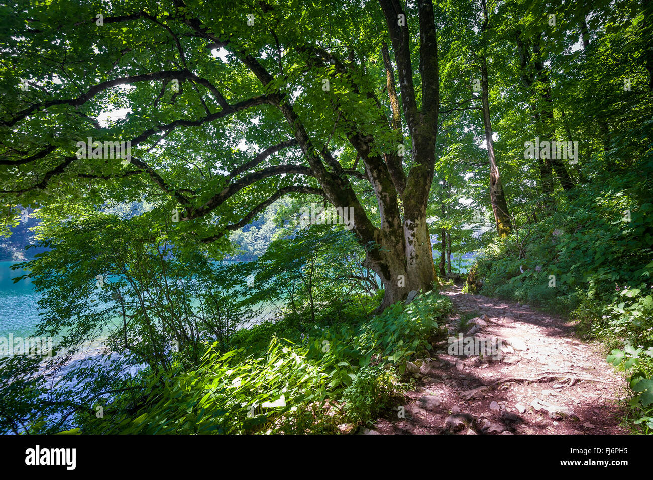 Hermoso árbol en las rutas de senderismo de la orilla del lago Biogradsko Foto de stock