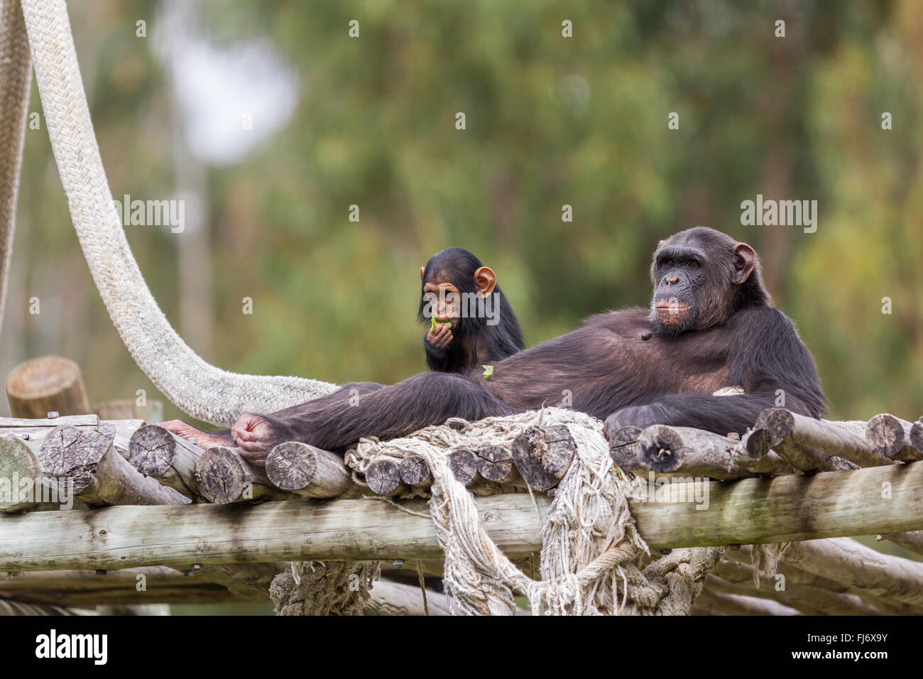 Bebé chimpancé y descansar en la tarde Foto de stock