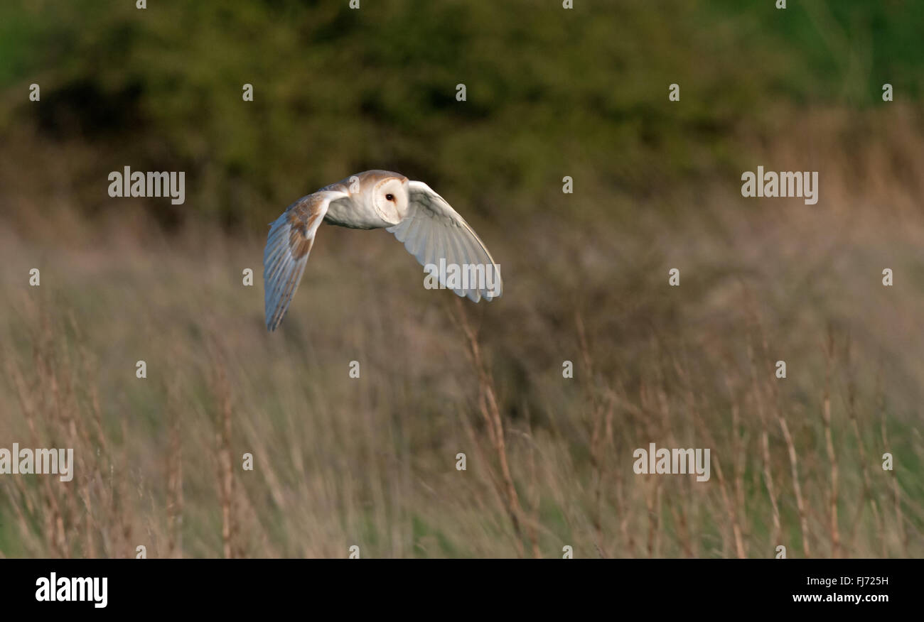 Barn Owl-Tyto alba caza. El invierno. Uk Foto de stock