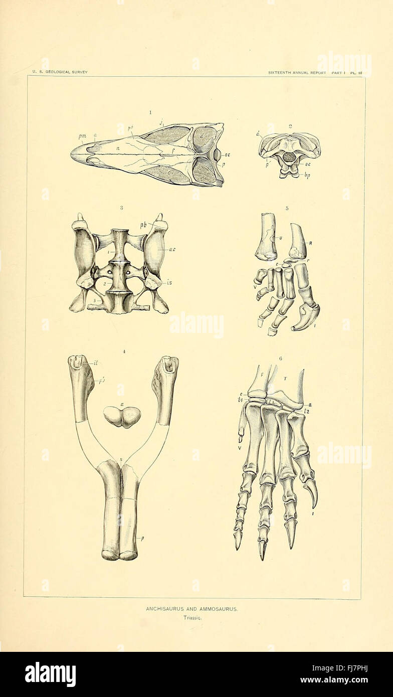 Los dinosaurios de América del Norte Fotografía de stock Alamy