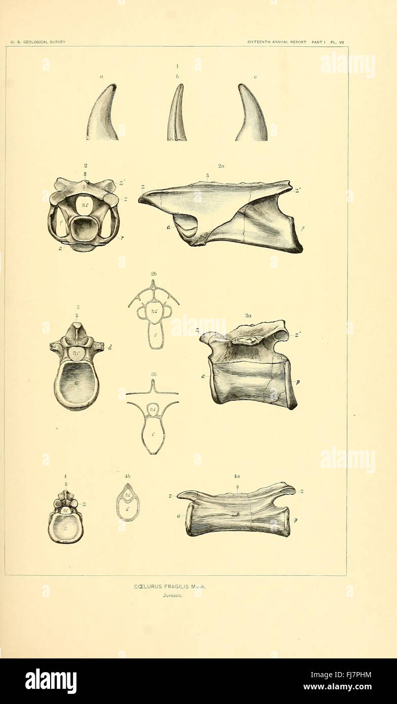 Los dinosaurios de América del Norte Fotografía de stock Alamy