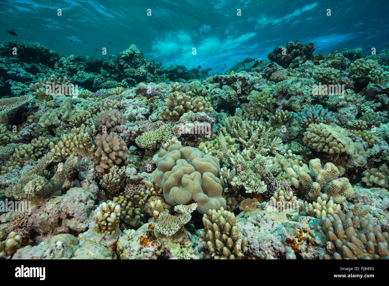 Arrecifes de coral sanos en la Gran Barrera de Coral. Foto de stock