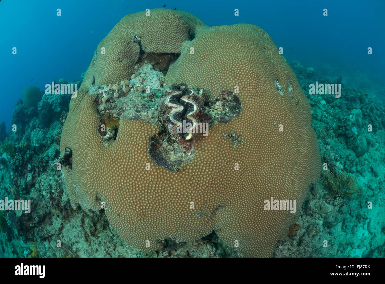 Pocos luchando sanos corales masivos (Diploastra sp.) tratando de permanecer vivo rodeado por corales cubiertos de algas. Esta triste de la Gran Barrera de Arrecife posiblemente está devastada por la corona de espinas brote o los daños de un ciclón. Foto de stock