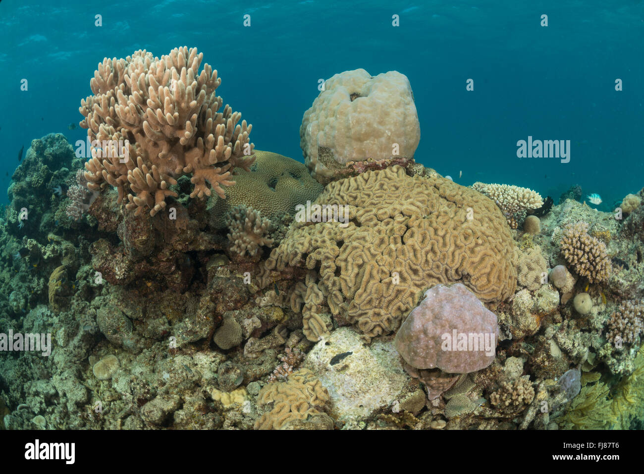 Pocos luchando sanos corales masivos intentando permanecer vivo rodeado por corales cubiertos de algas. Esta triste de la Gran Barrera de Arrecife posiblemente está devastada por la corona de espinas brote o los daños de un ciclón. Foto de stock