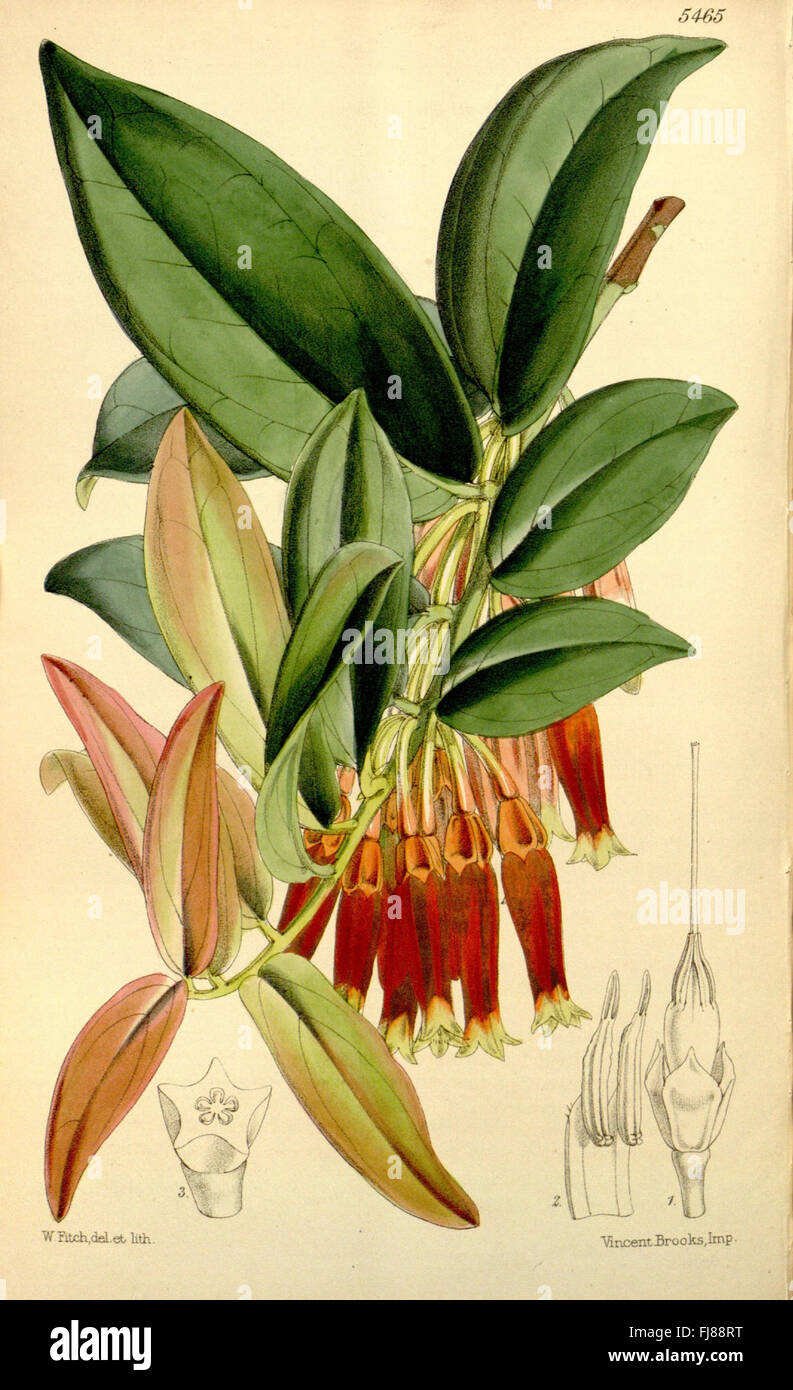 Curtis's Botanical Magazine (Tab. 5465) Foto de stock