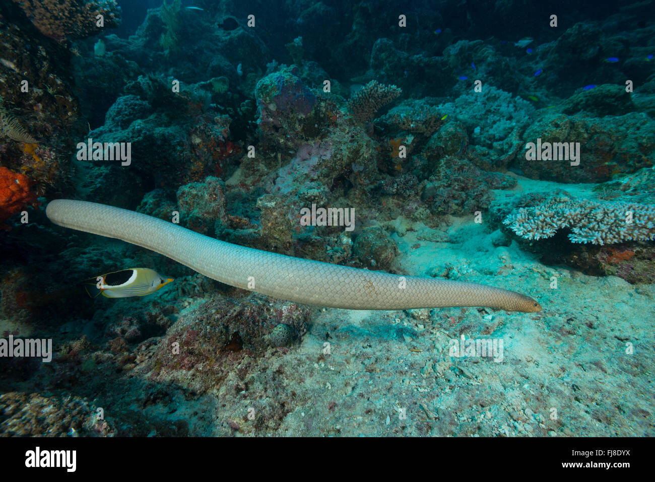 Mar oliva serpiente o la serpiente de mar de oro (Aipysurus laevis) en la GBR. Es una serpiente de mar venenosas especies encontradas en el Indo-Pac Foto de stock