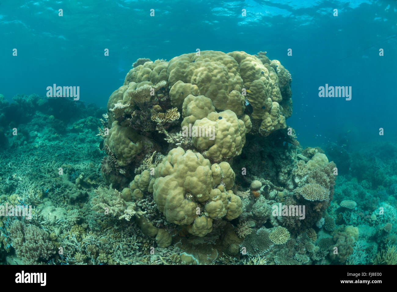 Arrecifes de coral sanos de la GBR. Foto de stock
