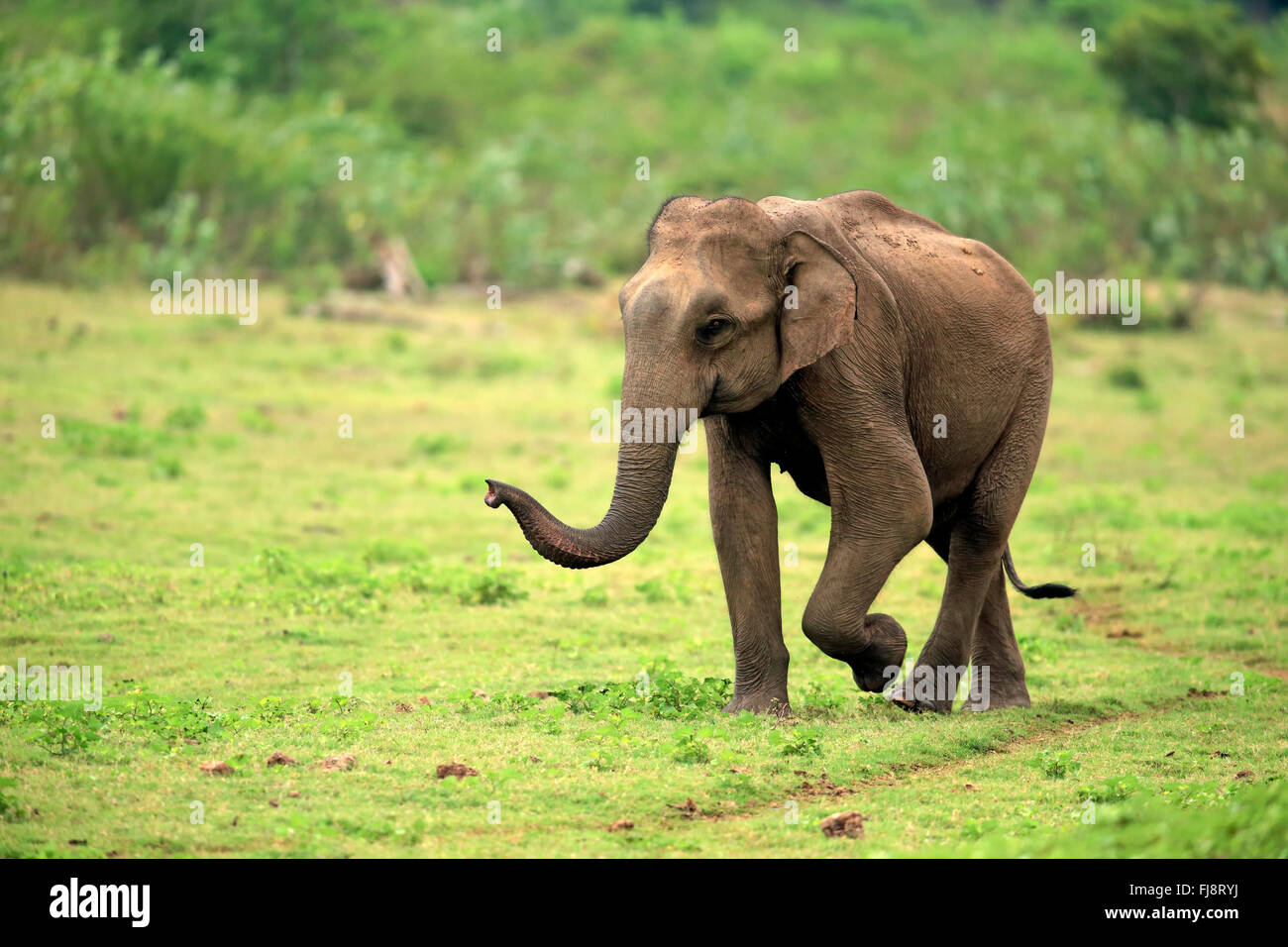 Sri Lanka, Elefante Elefante Asiático, macho adulto, Parque Nacional Udawalawe, Sri Lanka, Asia / (Elephas maximus maximus) Foto de stock