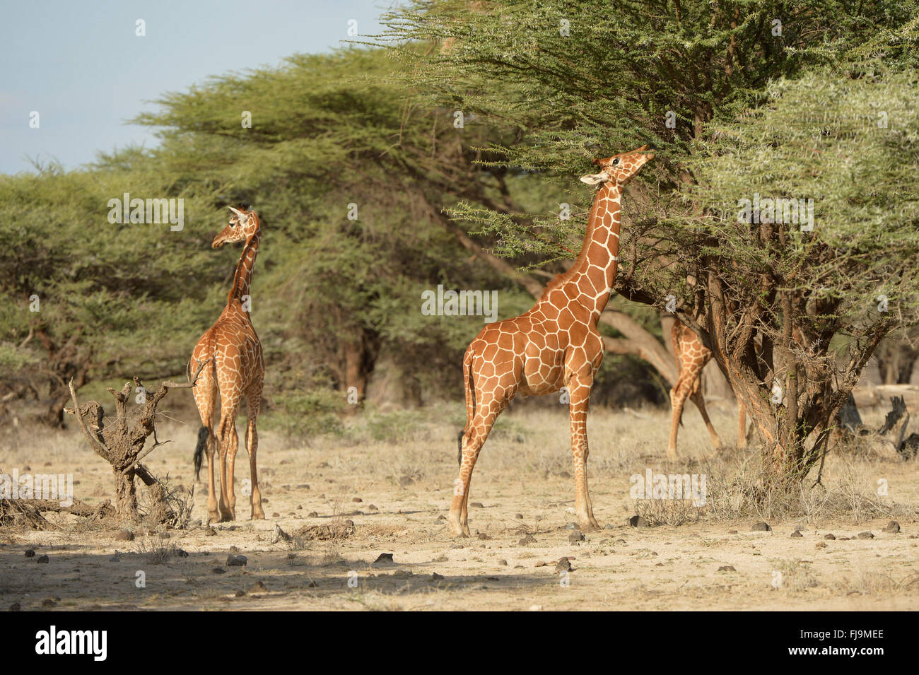 Jirafa reticulada (Giraffa camelopardalis reticulata) alimentándose de árboles de acacia, la Reserva Nacional de Shaba, Kenya, octubre Foto de stock