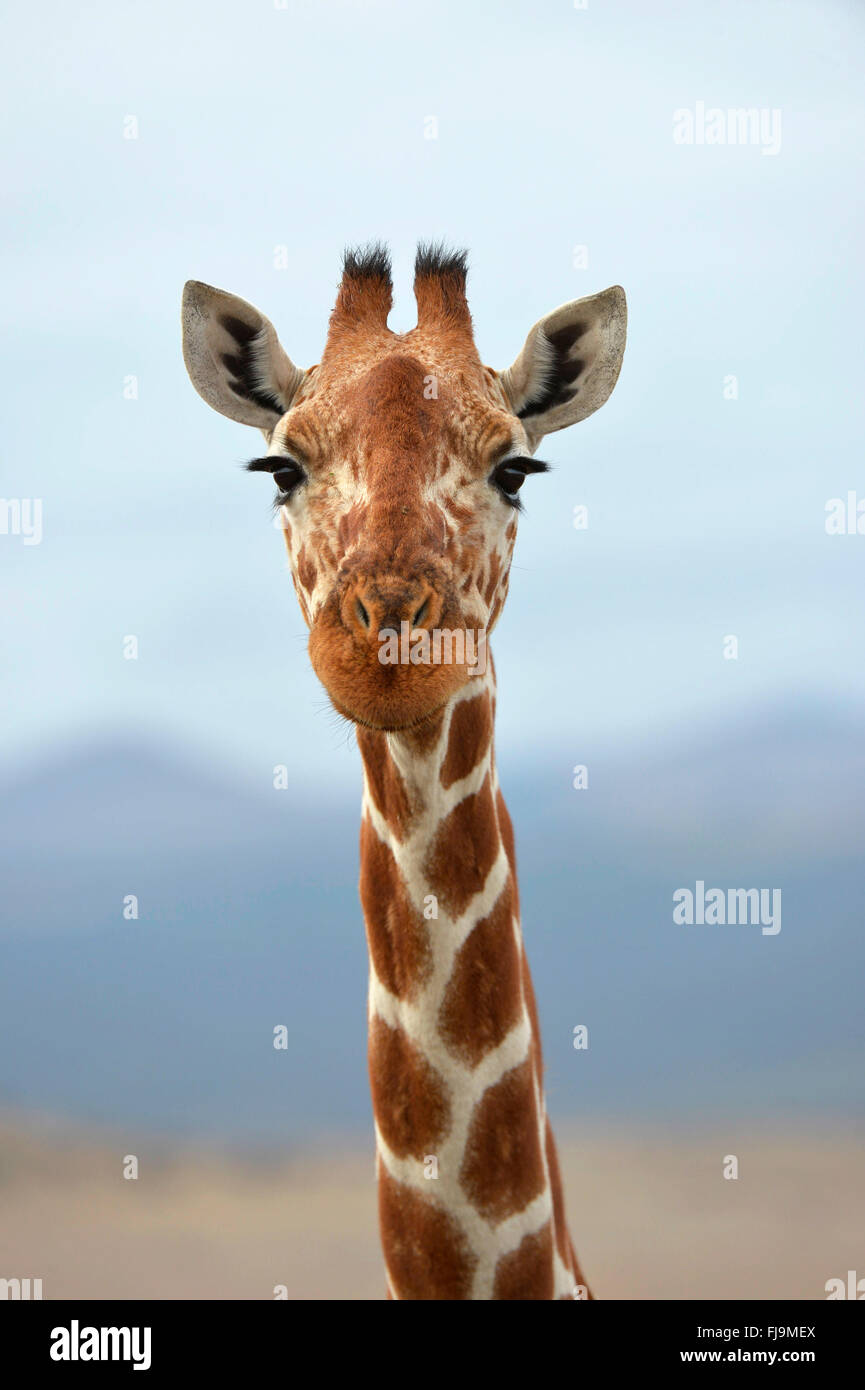 Jirafa reticulada (Giraffa camelopardalis reticulata) cerca de la cabeza y el cuello, la Reserva Nacional de Shaba, Kenya, octubre Foto de stock