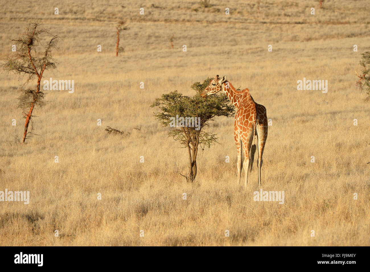 Jirafa reticulada (Giraffa camelopardalis reticulata) menores alimentándose de pequeños árboles de acacia, la Reserva Nacional de Shaba, Kenya, Oc Foto de stock